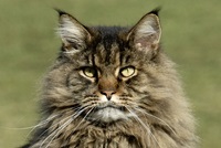 Jayjay - Maine Coon Kater - Sommer 2016
&nbsp;
